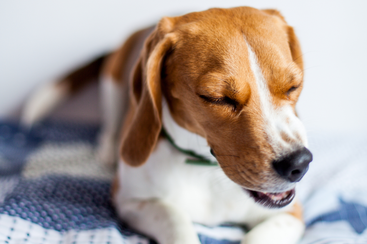 4 grunde til at din hund nyser - og hvad du skal gøre