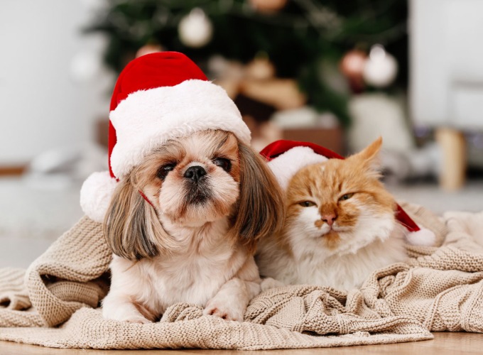 Undgå juleulykker for din hund og kat