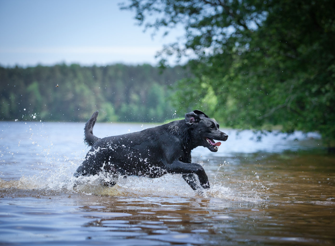 Undgå svømmehale hos din hund
