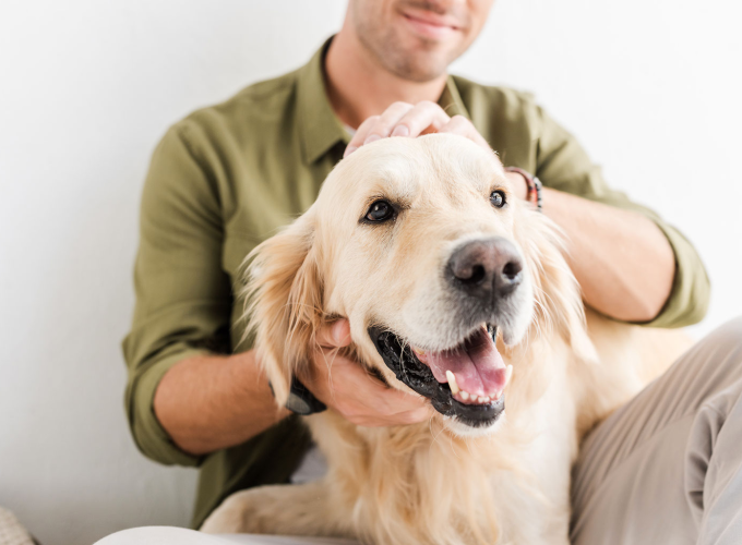 Guide: Tjek om din hund er sund og rask